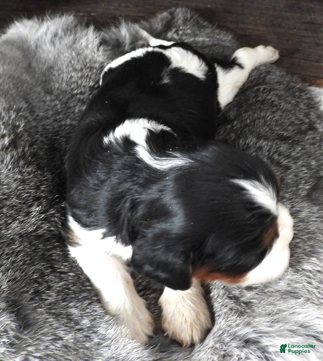 Cavalier King Charles Spaniel dogs for sale: Cavalier King Charles Spaniel Puppy 2 - Ad 2