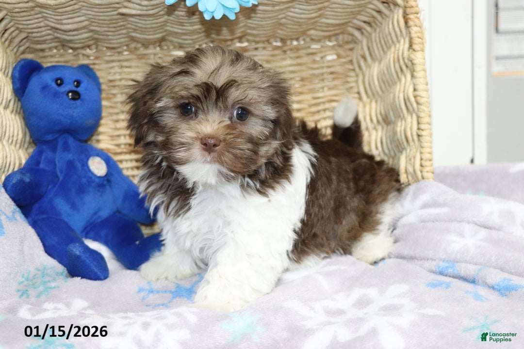 Shorkie dogs for sale: Alex - Ad 2