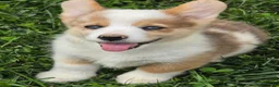Welsh Corgi Pembroke dogs for sale: Beautiful Bentley  - Ad 16