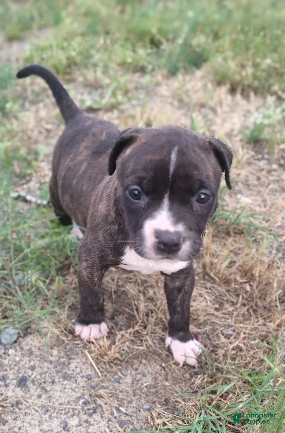 American Pit Bull Terrier dogs for sale: American Pit Bull Terrier 2 - Ad 24