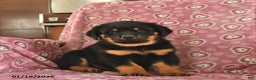 Rottweiler dogs for sale: Sparky  - Ad 3