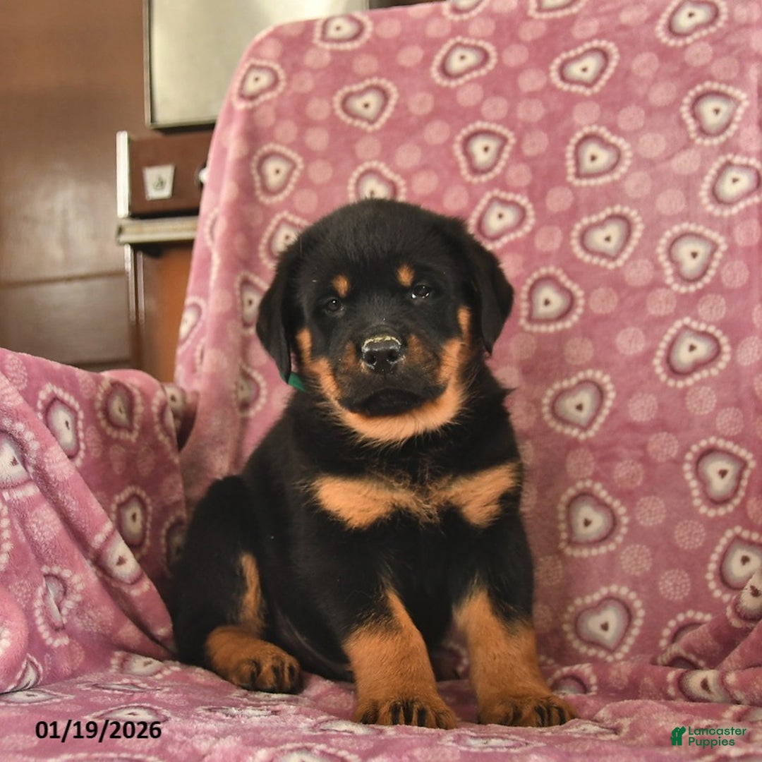 Rottweiler dogs for sale: Sparky  - Ad 3