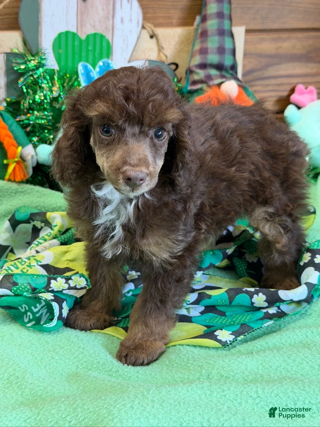 Miniature Poodle dogs for sale: Twix - Ad 2