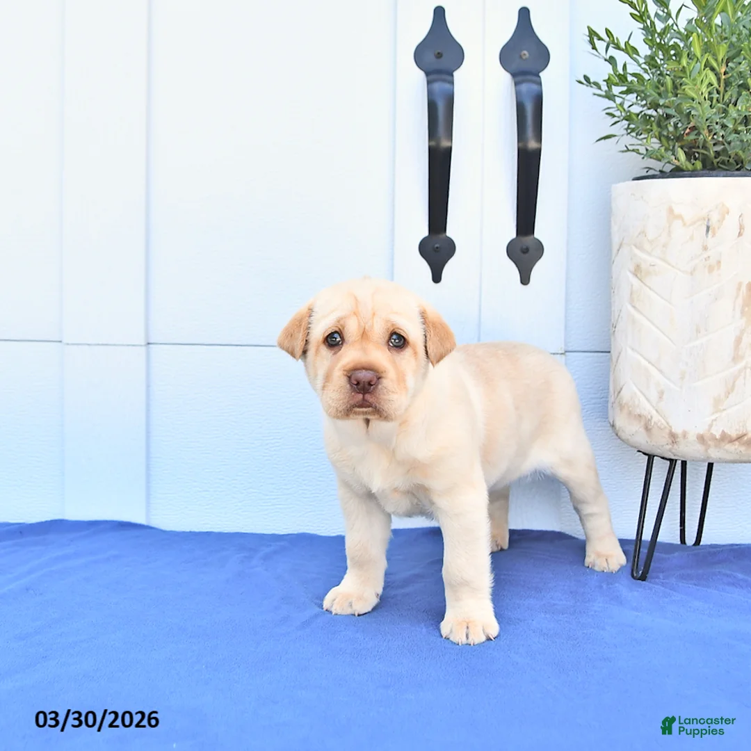 Mini Hippo dogs for sale: Bailey - Ad 2