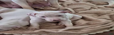 American Pit Bull Terrier 1