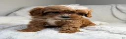 Cavapoo dogs for sale: Pluto-toy - Ad 6