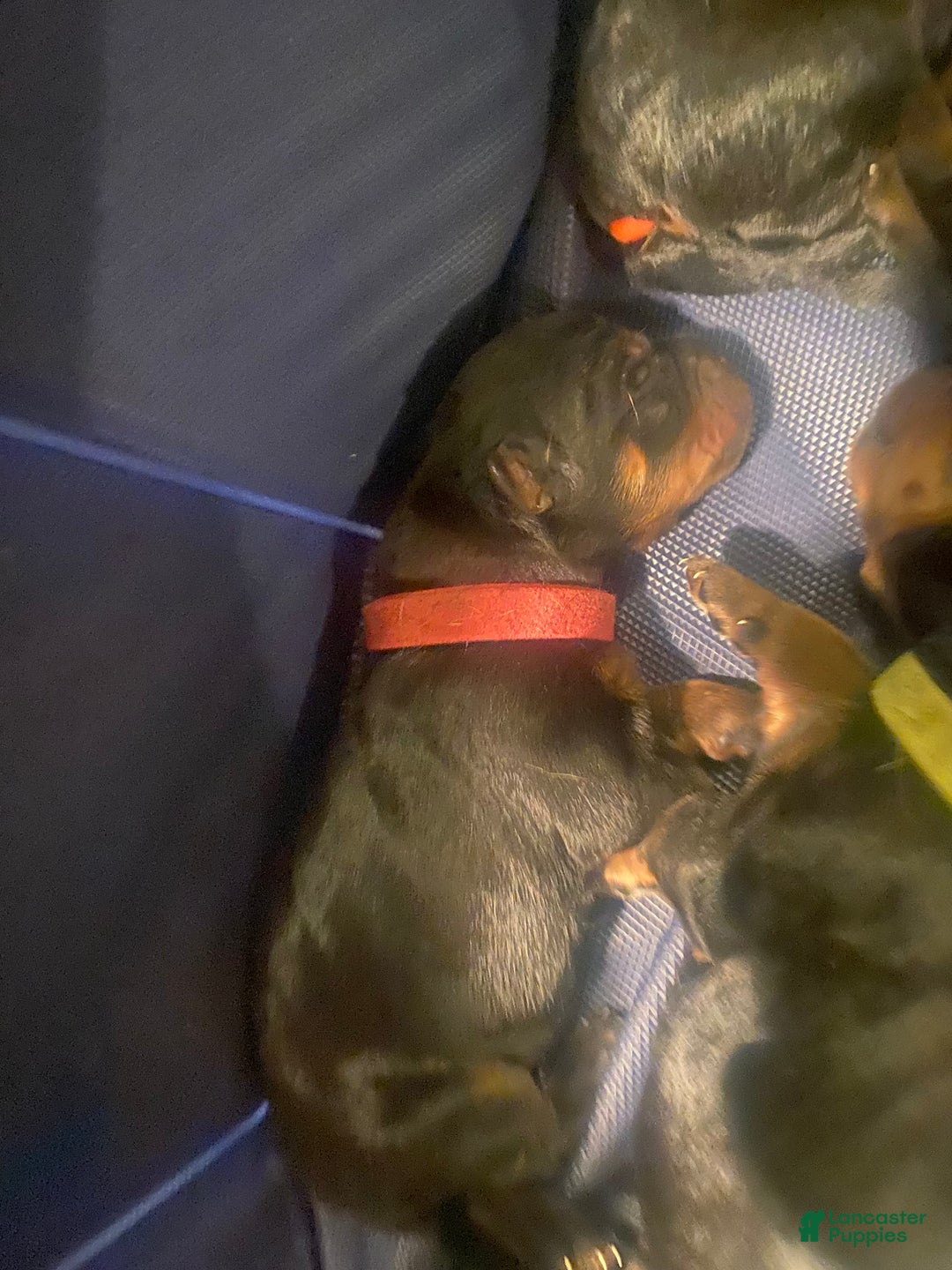 Rottweiler dogs for sale: 3rd Pick Female - Ad 2