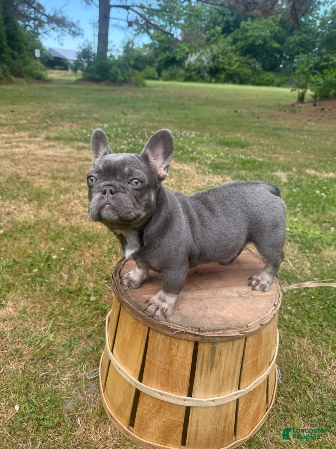 French Bulldog dogs for sale: French Bulldog Puppy 1 - Ad 2