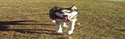 Siberian Husky dogs for sale: Rudolph - Ad 6