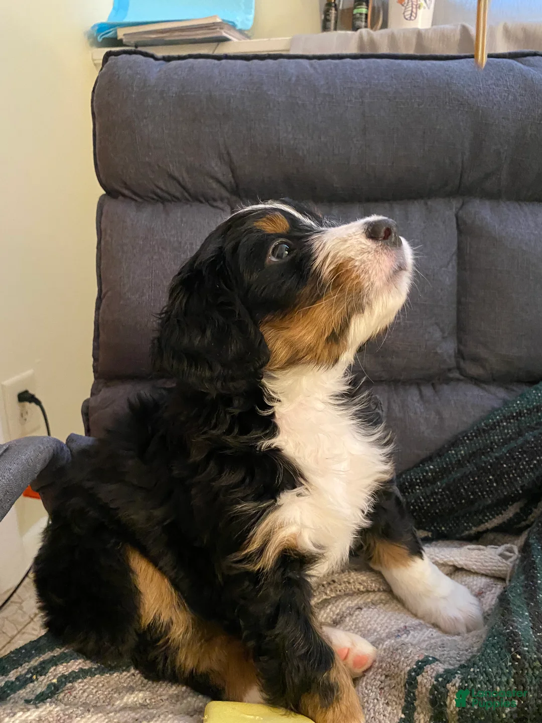 Bernedoodle dogs for sale: Bernedoodle Puppy 3 - Ad 3