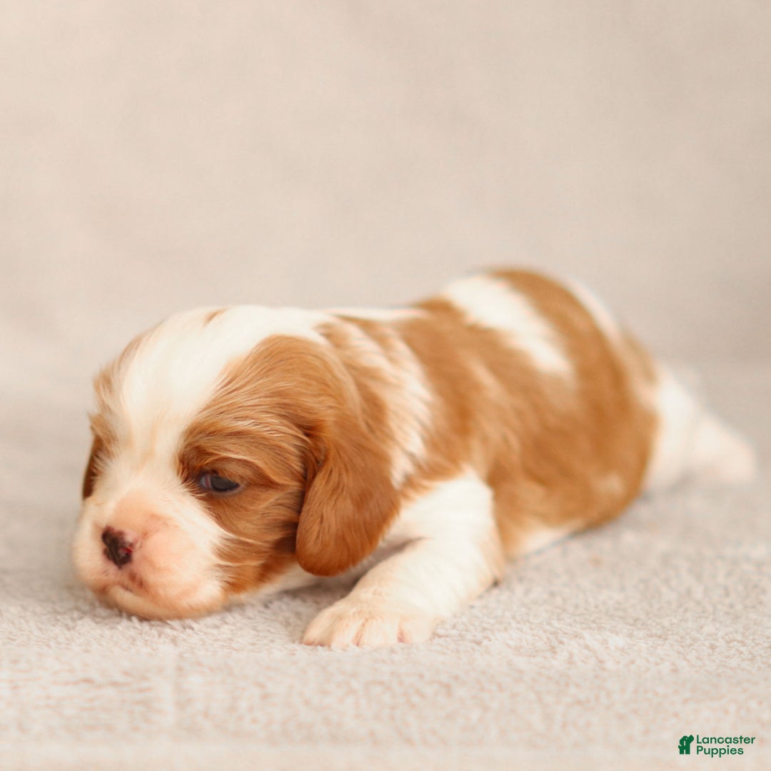 Cavalier King Charles Spaniel dogs for sale: Liam - Ad 3