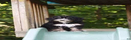 Mini Bernedoodle dogs for sale: Phoebe - Ad 6