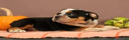 Beabull dogs for sale: Wendy - Ad 4