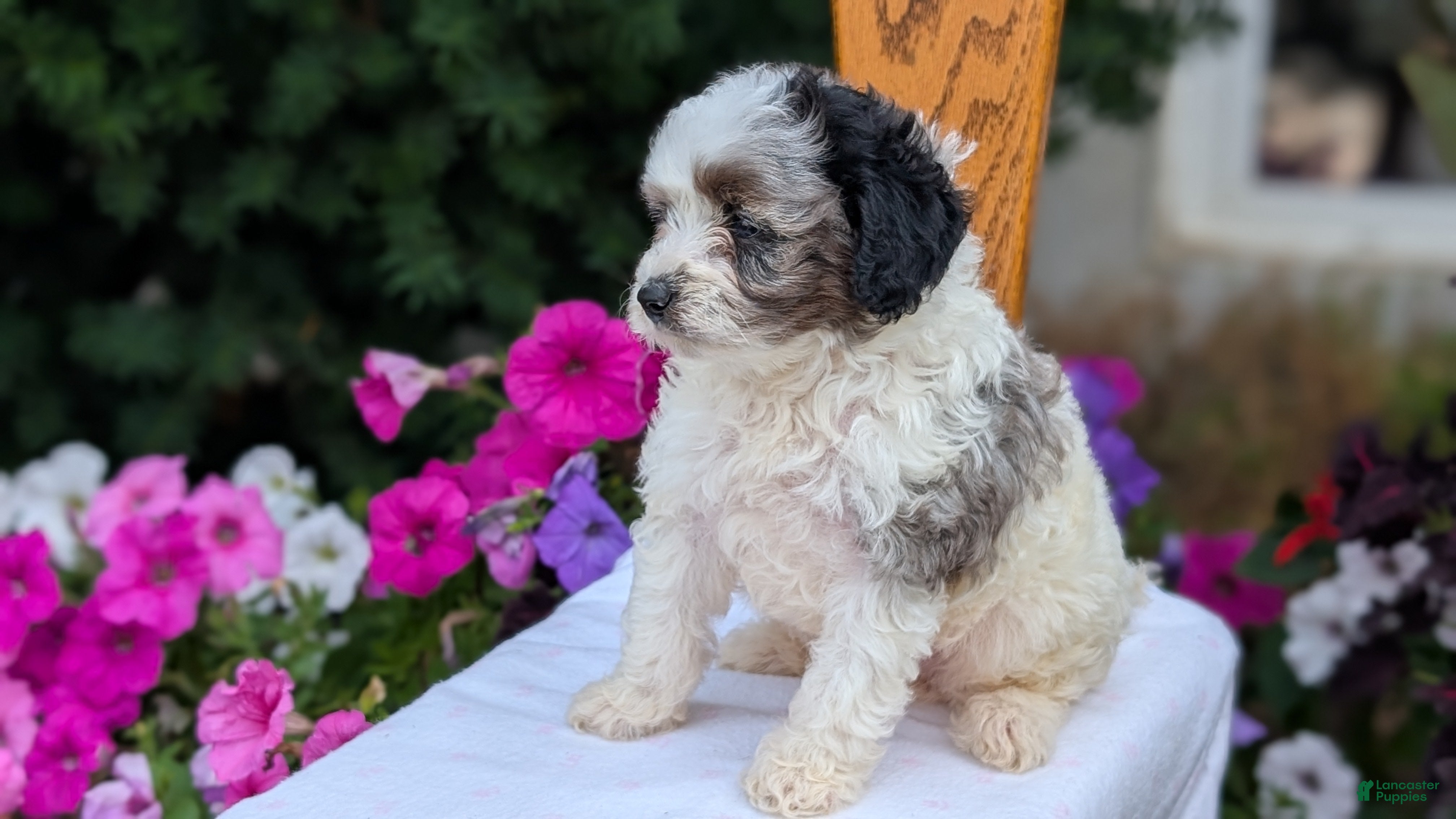 Maltipoo dogs Kai - Ad 2