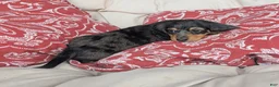 Dachshund dogs for sale: Dachshund 2 - Ad 2