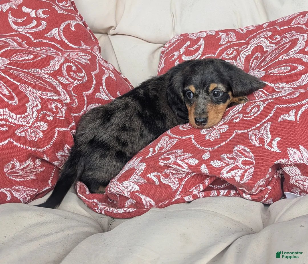 Dachshund dogs for sale: Dachshund 2 - Ad 2