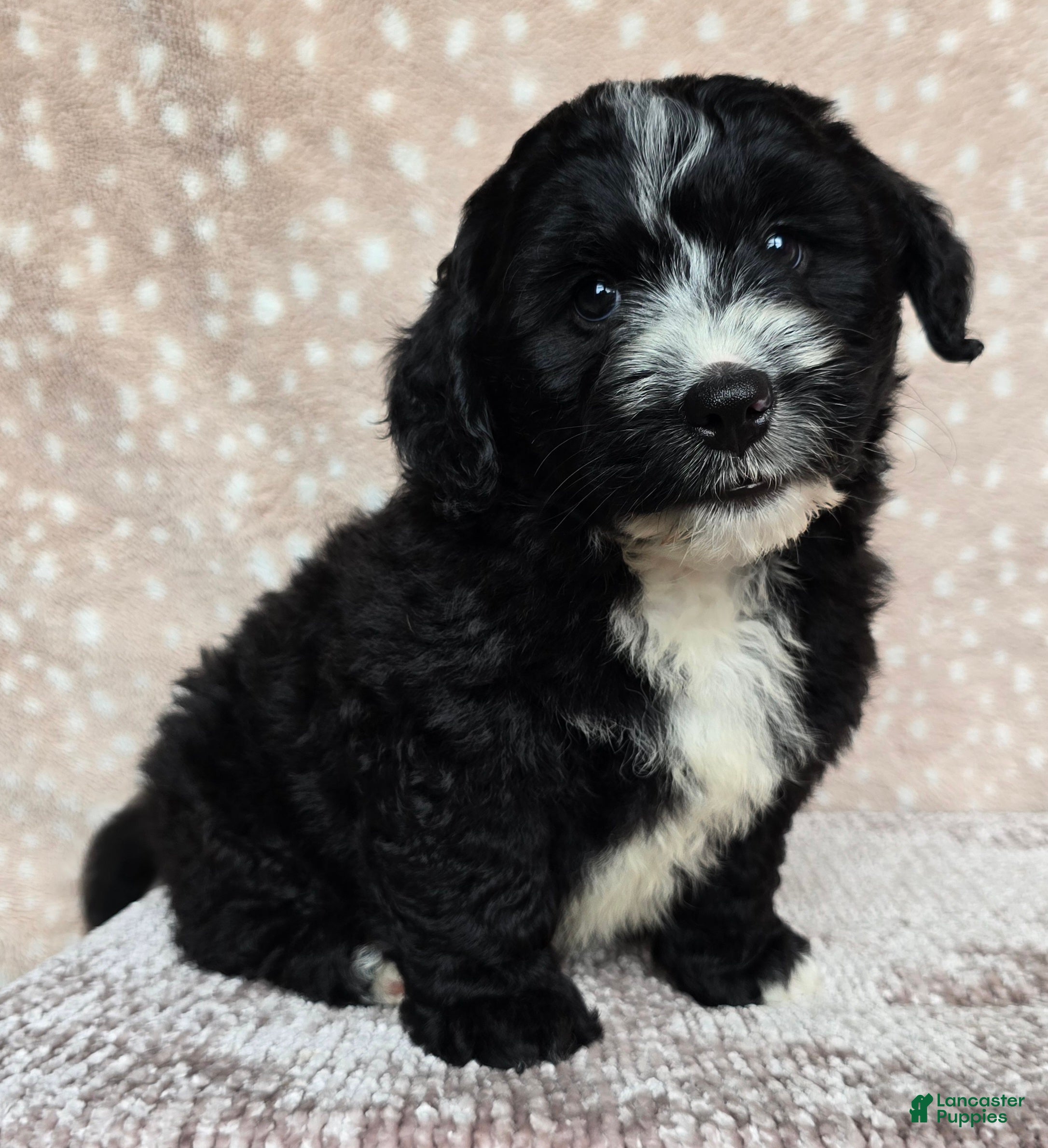 Mini Bernedoodle dogs Mini Blaze - Ad 2
