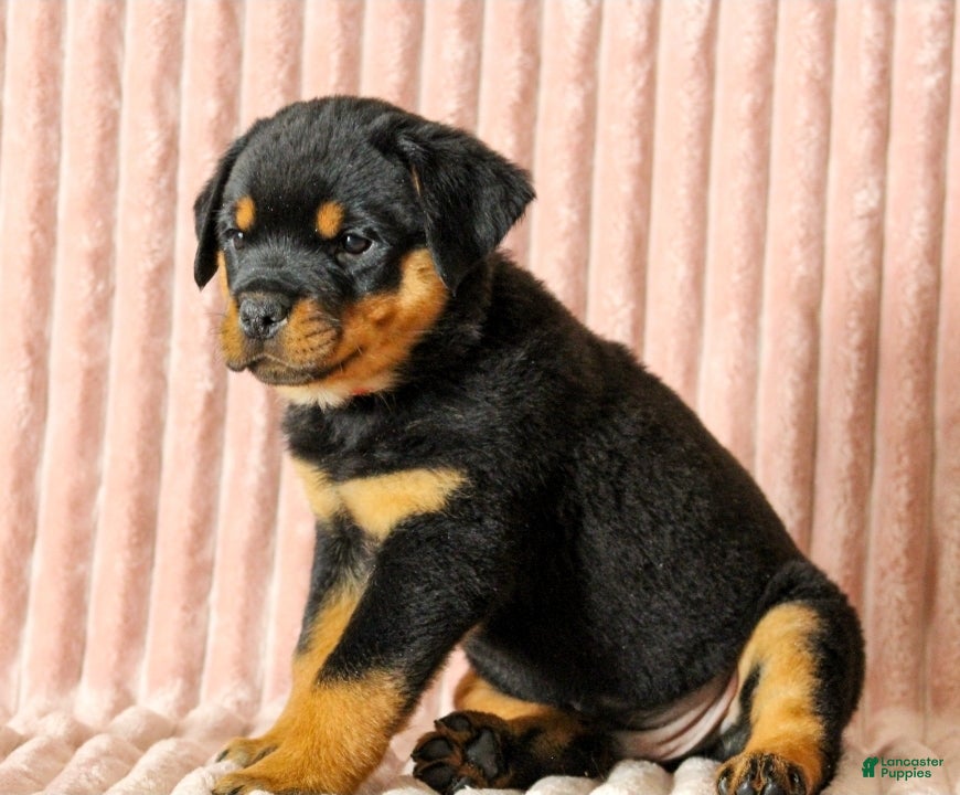 Rottweiler dogs Billy - Ad 7