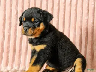 Rottweiler dogs Billy - Ad 7
