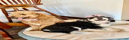 Mini Bernedoodle dogs for sale: Mini Bernedoodle 1 - Ad 6
