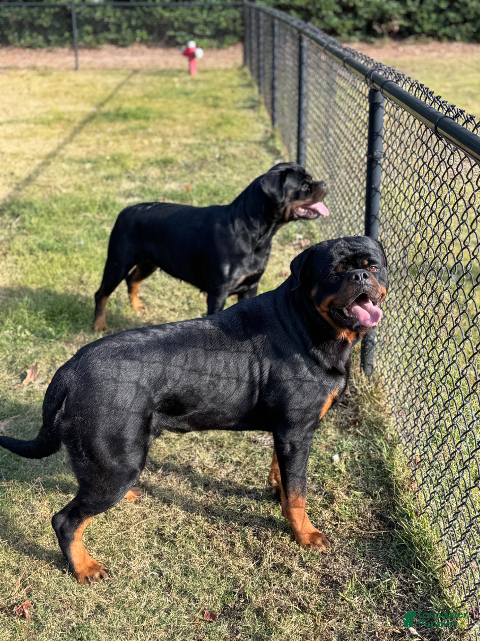 Rottweiler dogs for sale: Rottweiler Puppy 1 - Ad 9