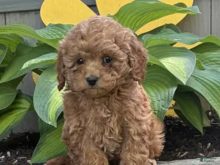 Cavapoo dogs for sale: Casey - Ad 2