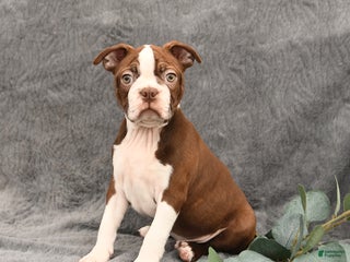 Boston Terrier dogs - Ad 15