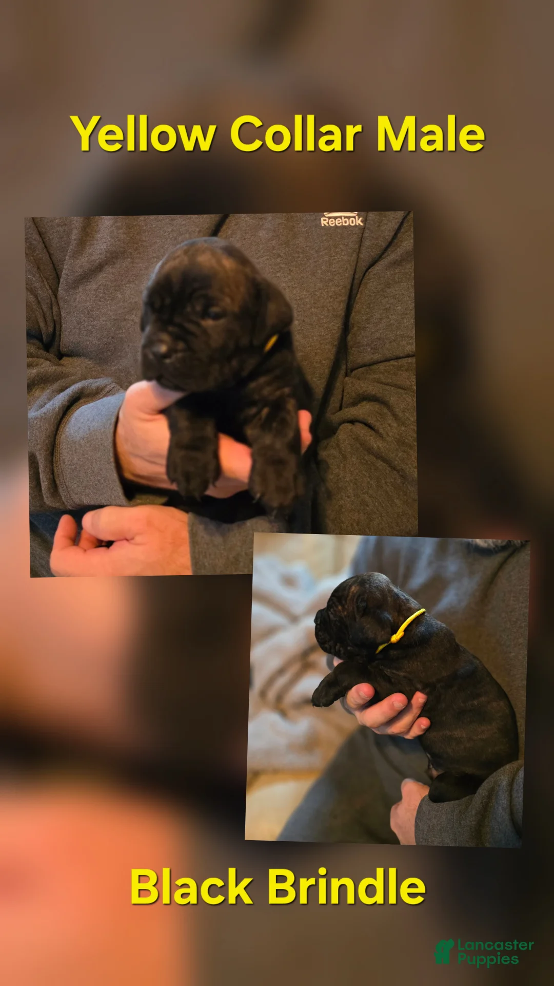 Cane Corso dogs for sale: Cane Corso Puppy 7 - Ad 1
