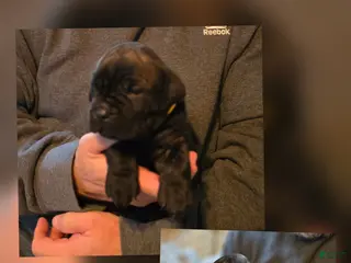 Cane Corso dogs Cane Corso Puppy 7 - Ad 27