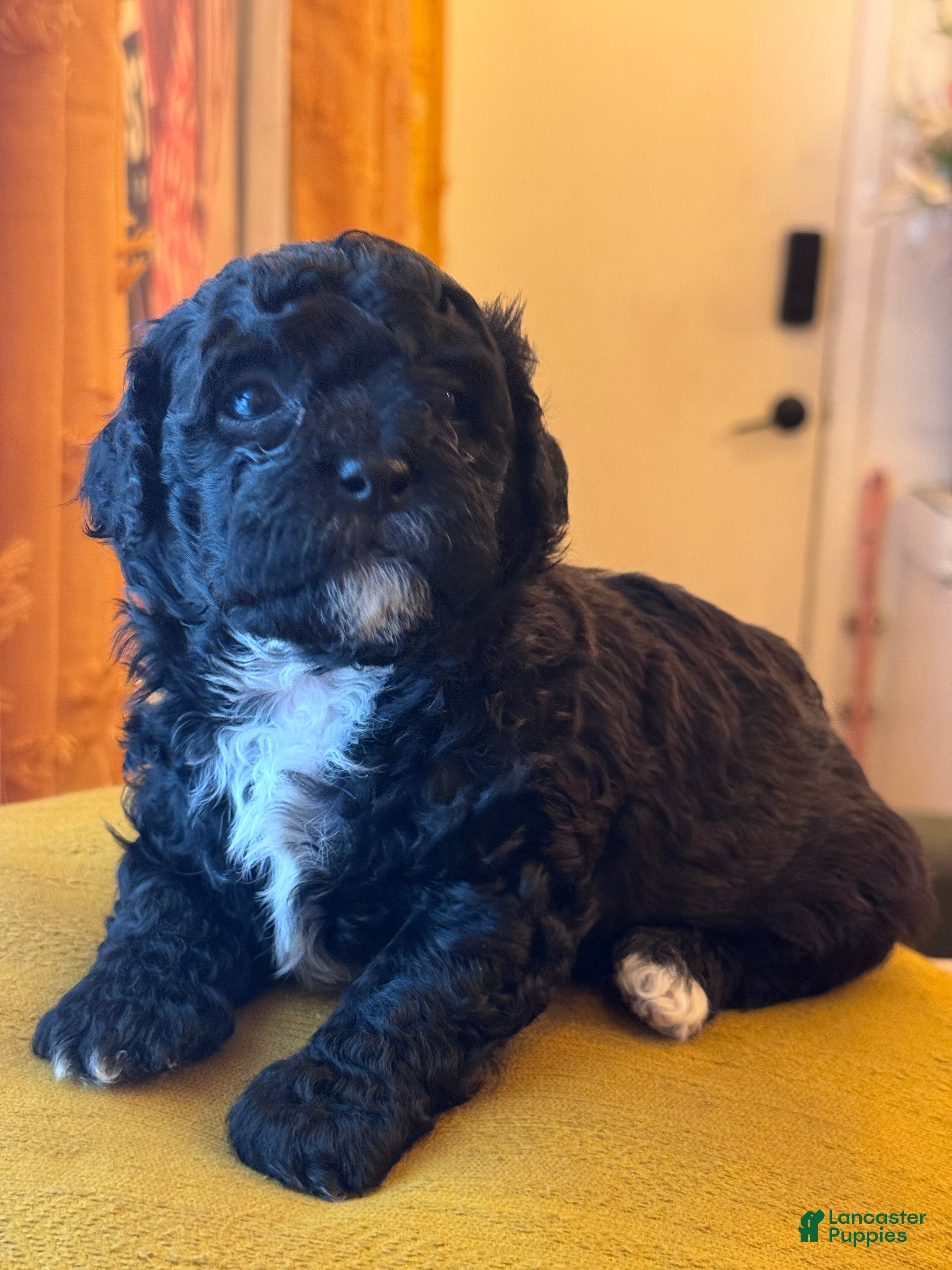 Shihpoo dogs Matcha - Ad 38