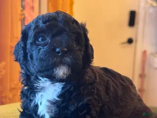 Shihpoo dogs Matcha - Ad 38