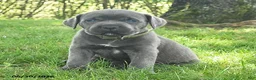 Cane Corso dogs for sale: Robin - Ad 3