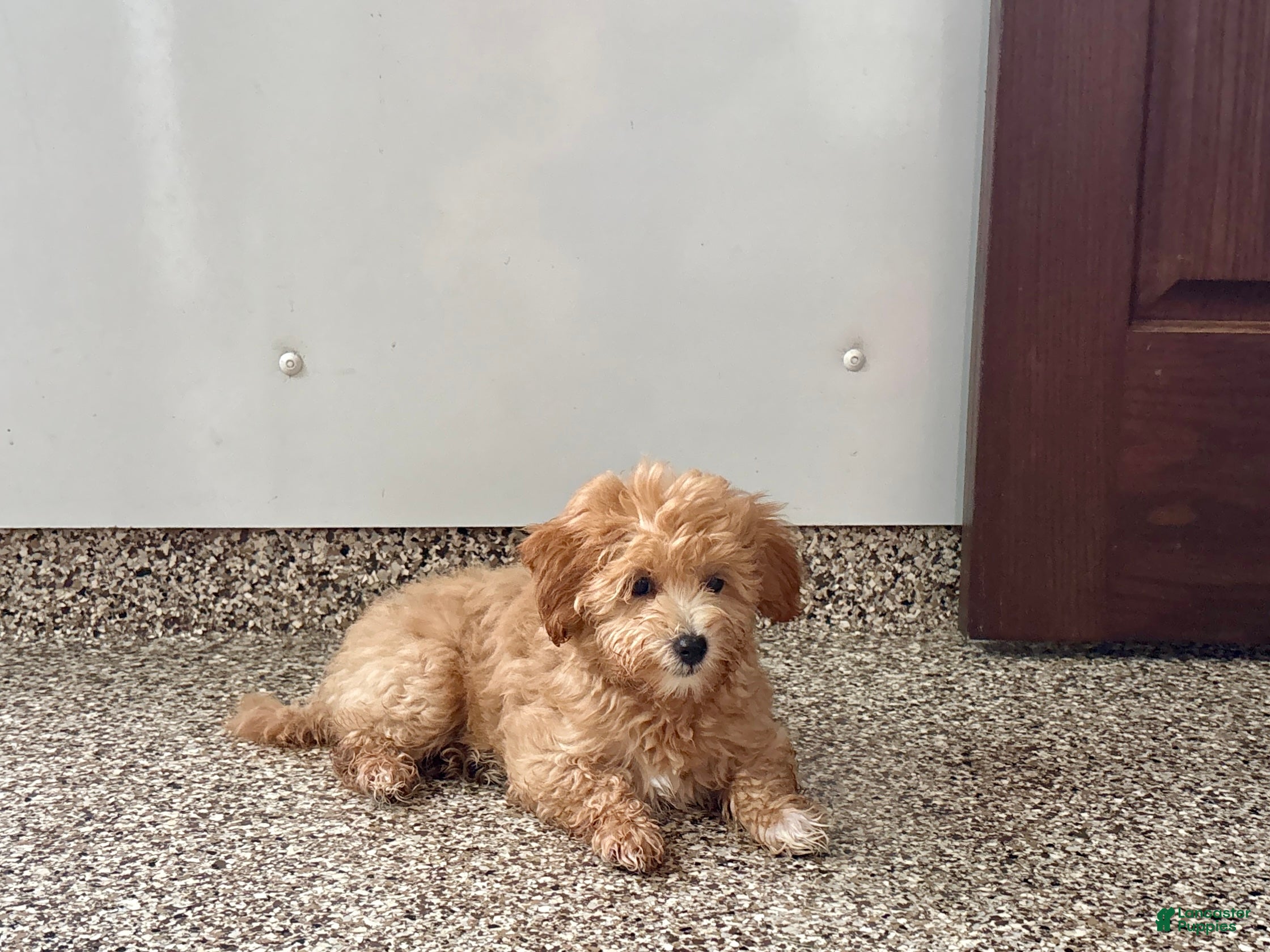 Maltipoo dogs Suzie  - Ad 2