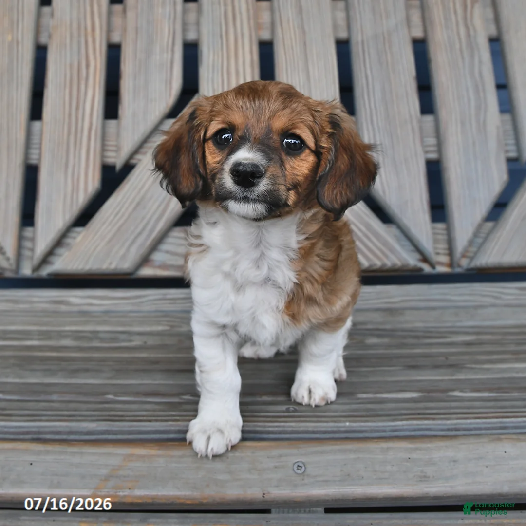Chiweenie dogs for sale: Todd - Ad 2