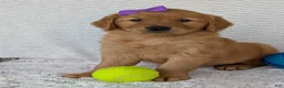 Golden Retriever dogs for sale: Miss Goldie  - Ad 7