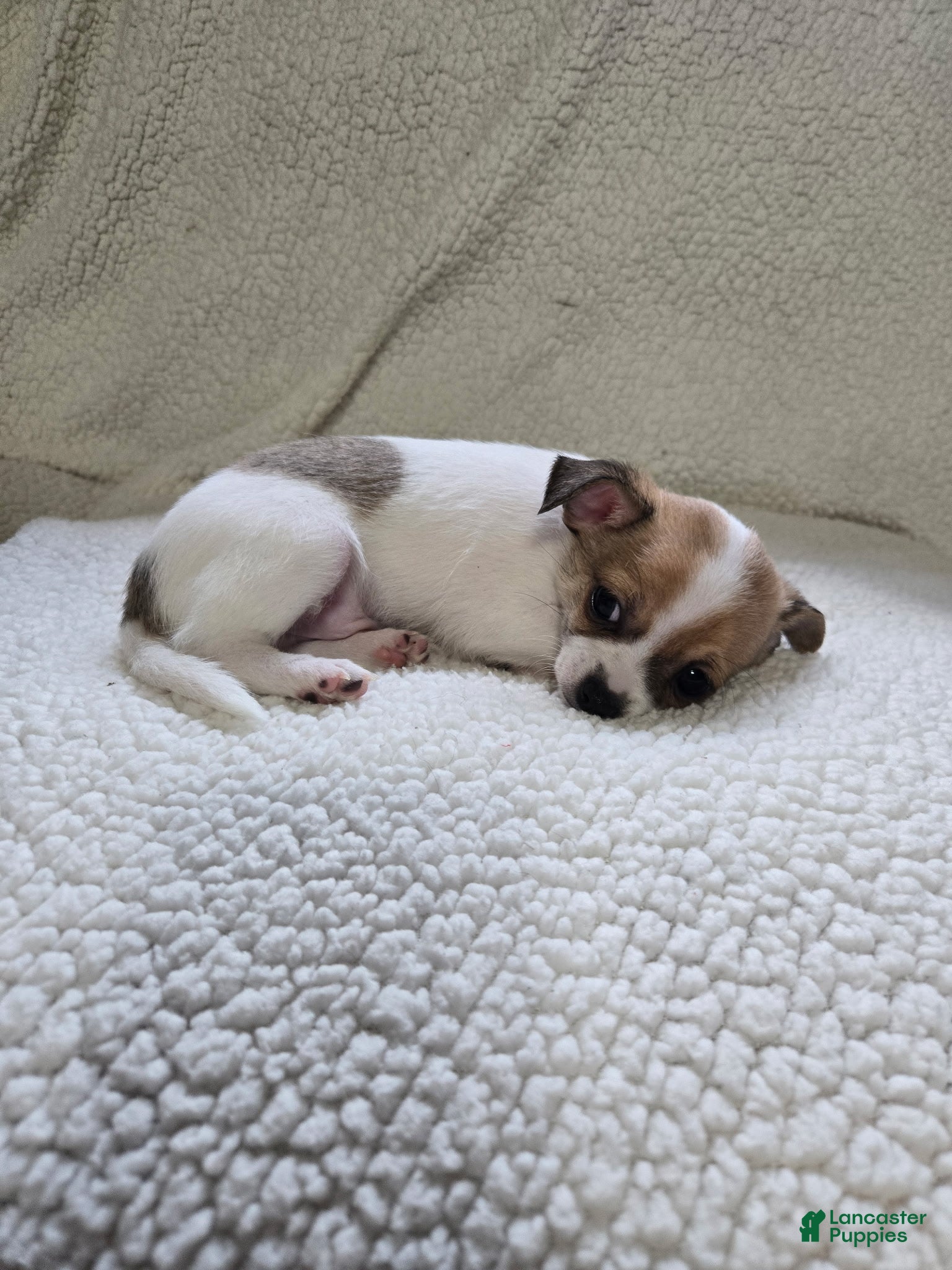 Chihuahua dogs Bandit - Ad 1