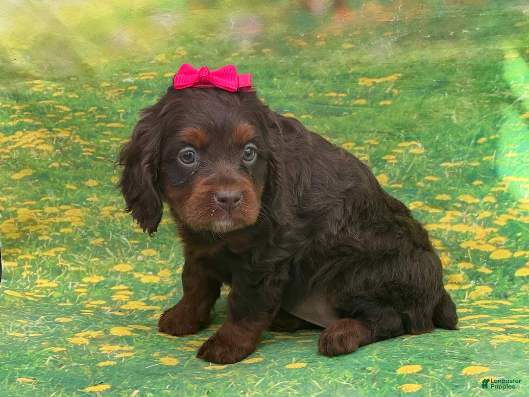 Cavapoo dogs for sale: Sophie - Ad 2