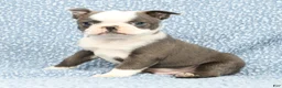 Boston Terrier dogs for sale: Bingo - Ad 5