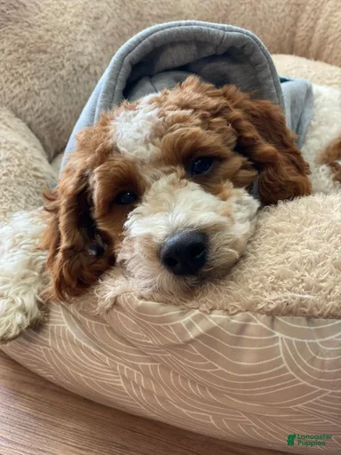 Gallery Image {{count}}