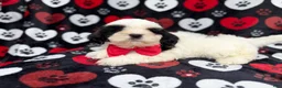 Shih Tzu dogs for sale: Sebastian  - Ad 9