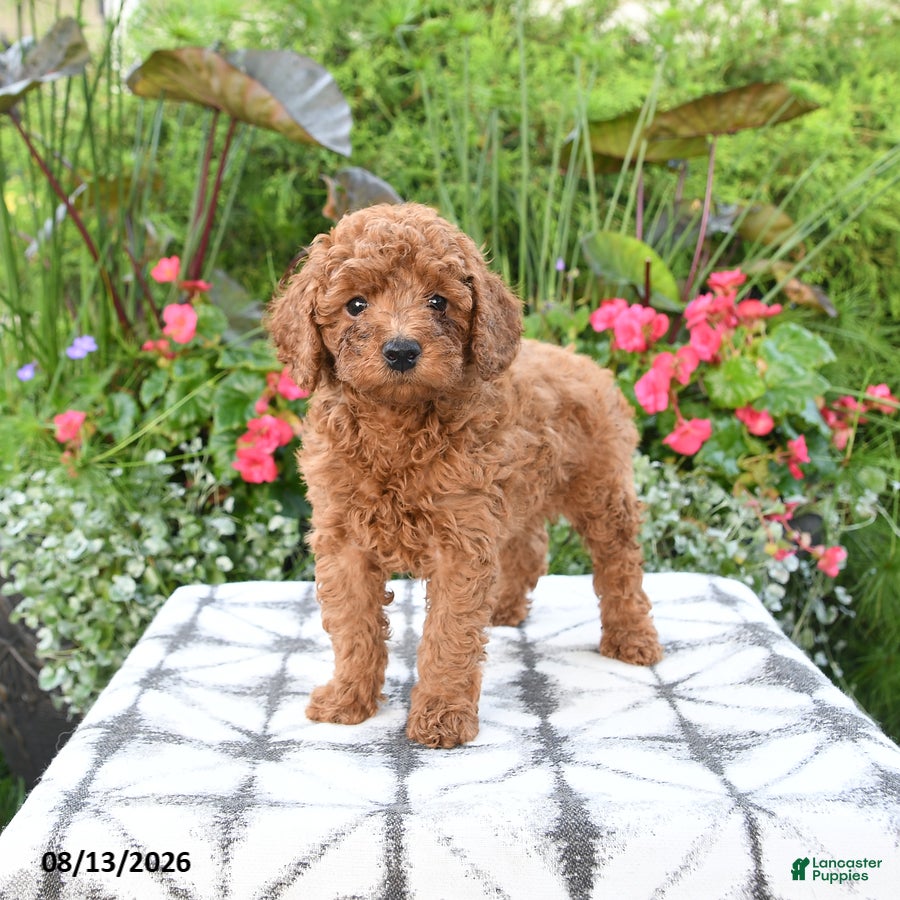 Toy Poodle dogs Remington - Ad 2