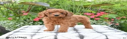 Toy Poodle dogs for sale: Remington - Ad 2