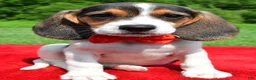 Beagle dogs for sale: Hudson - Ad 8
