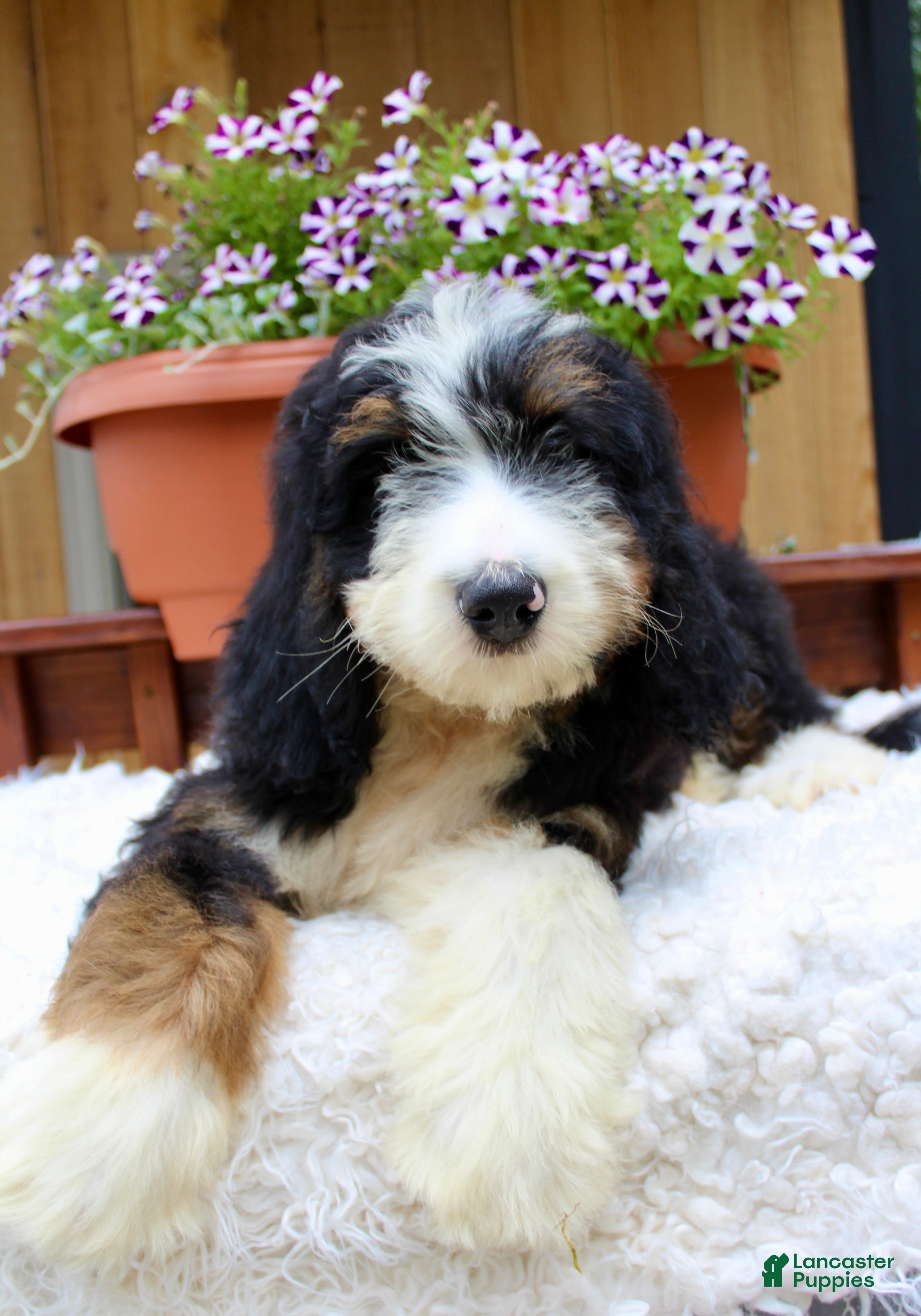 Bernedoodle dogs Matteo - Ad 1