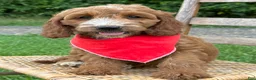 Irish Doodle dogs for sale: Maggie - Ad 11
