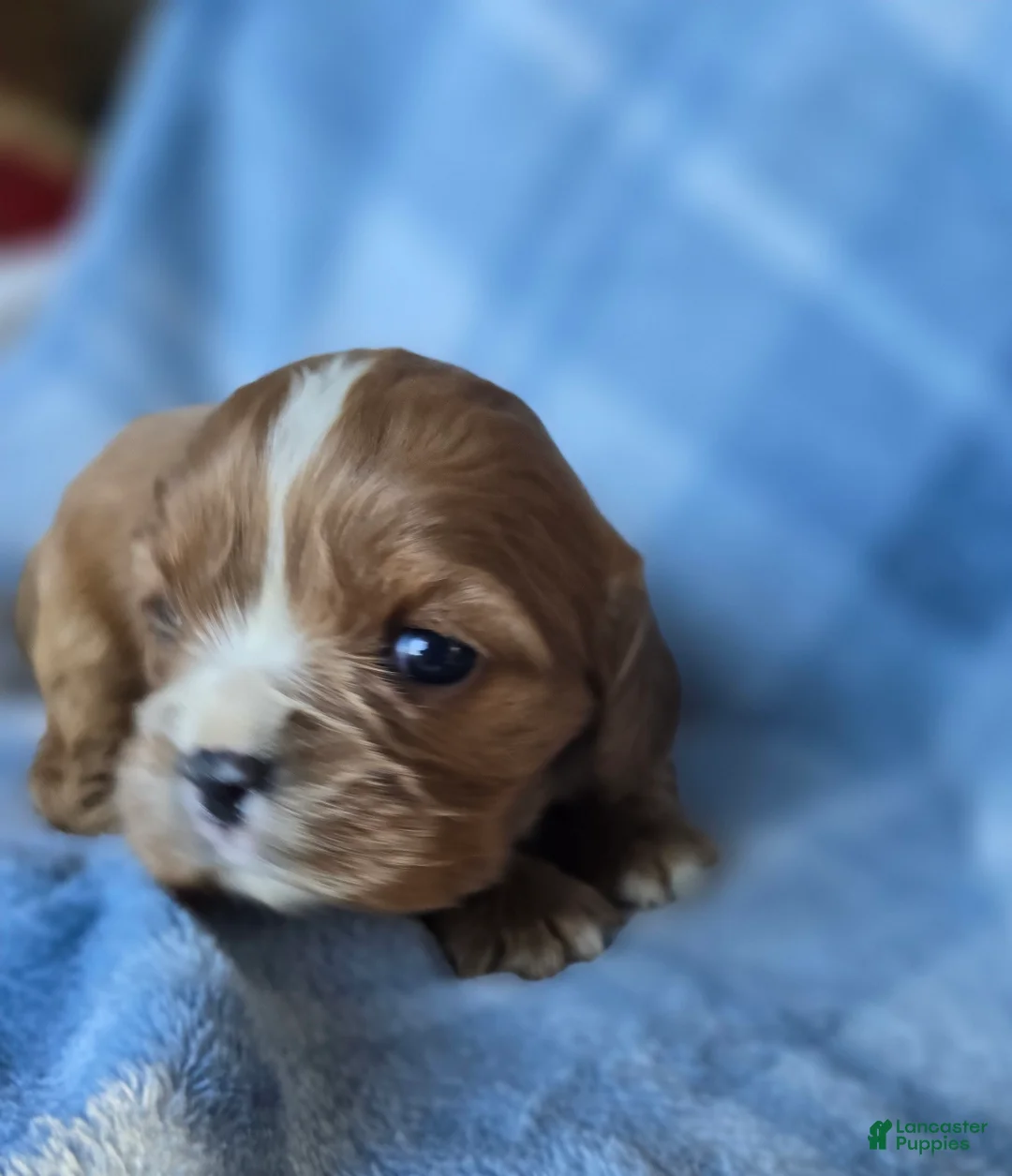 Cavalier King Charles Spaniel dogs for sale: Molly - Ad 2