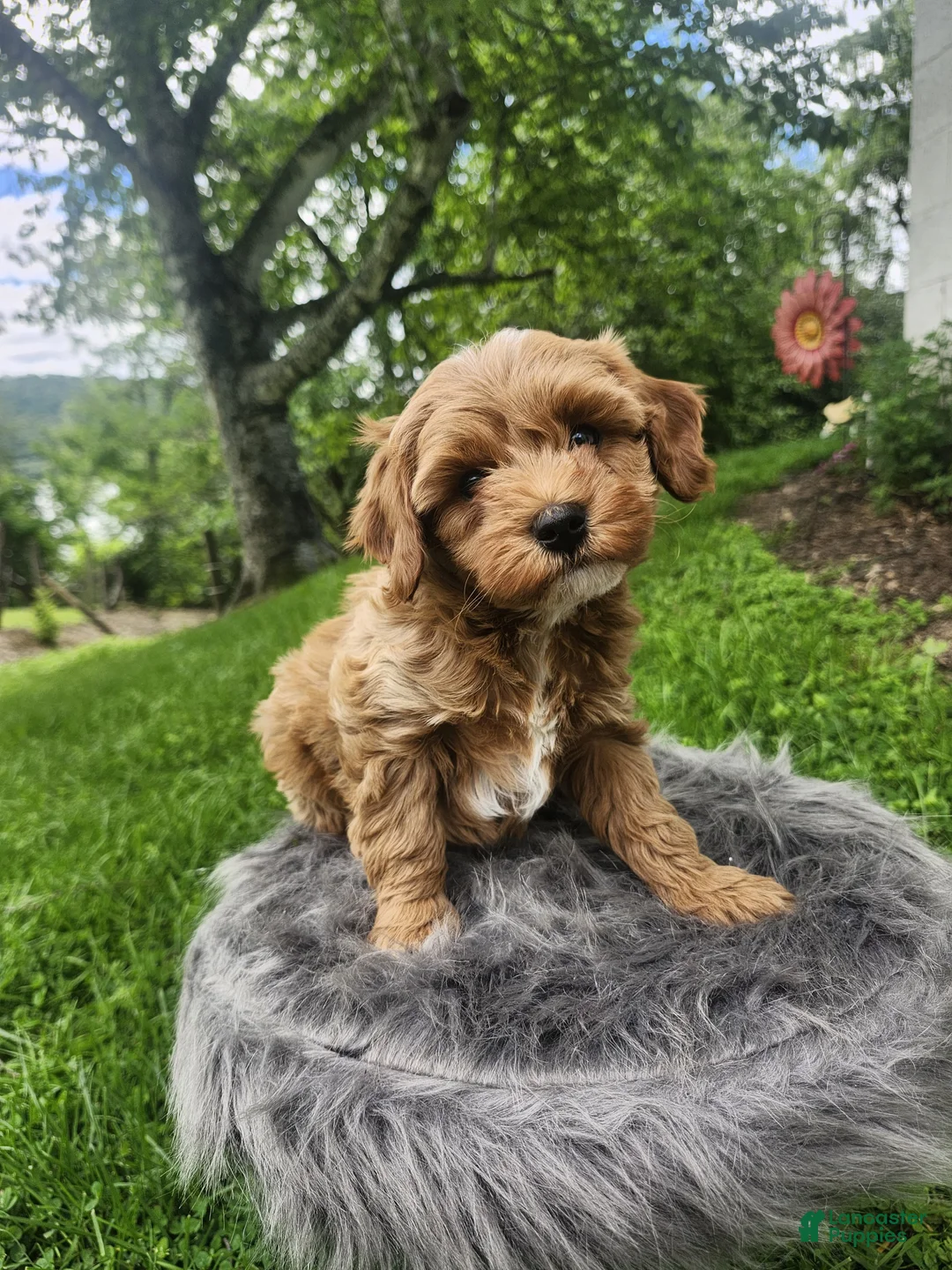Cavapoo dogs for sale: Ryder  - Ad 5
