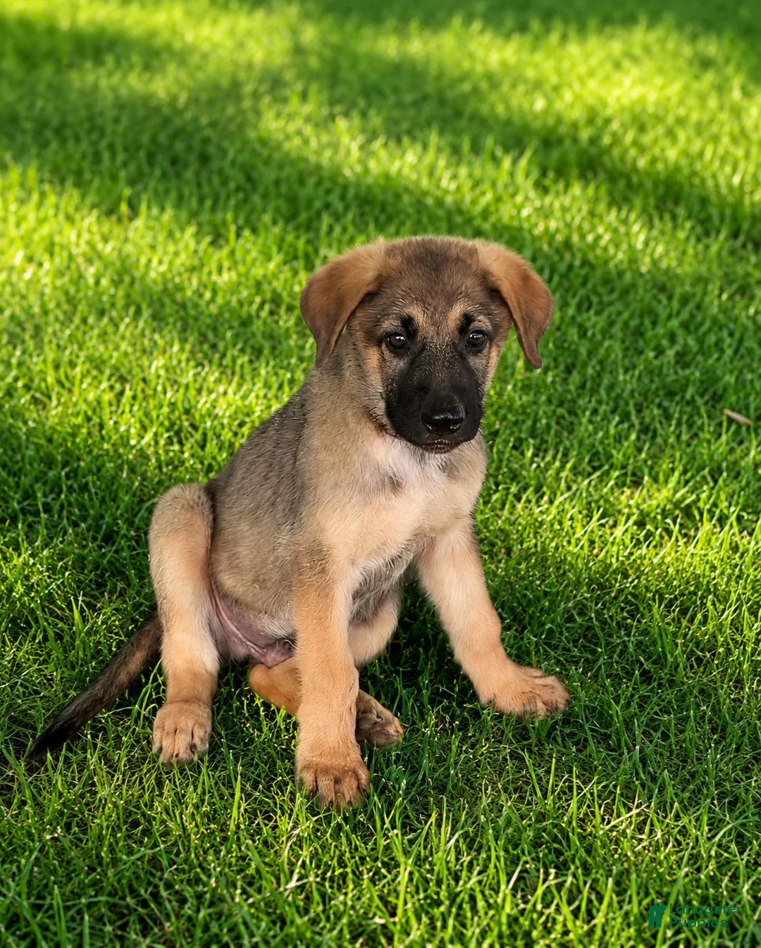 German Shepherd dogs for sale: Max - Ad 2
