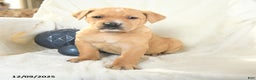 Mixed Breed dogs for sale: Maxwell - Ad 2