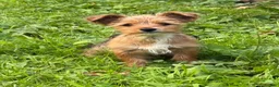 Yorkshire Terrier dogs for sale: Yorkshire Terrier 2 - Ad 2